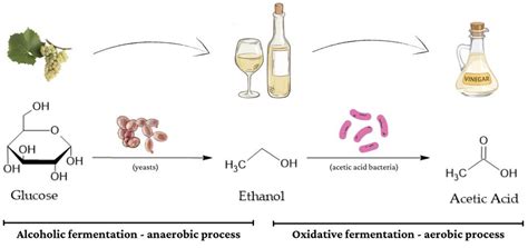 A fermentáció kémiai folyamatai diagram