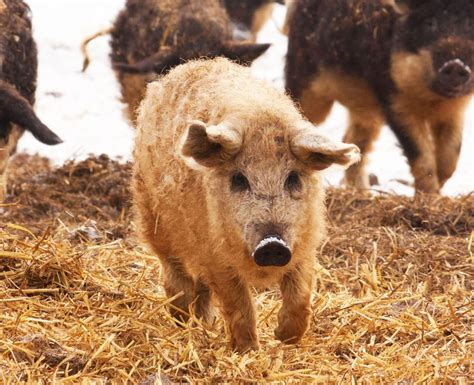 Szőke mangalica egy réten