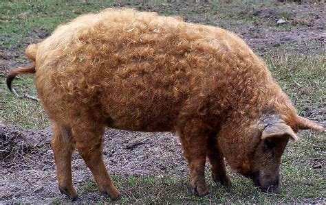 A mangalica fajtái