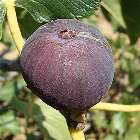 Különböző fügefajták összehasonlítása