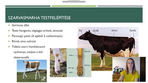 A hús biológiai szerkezete