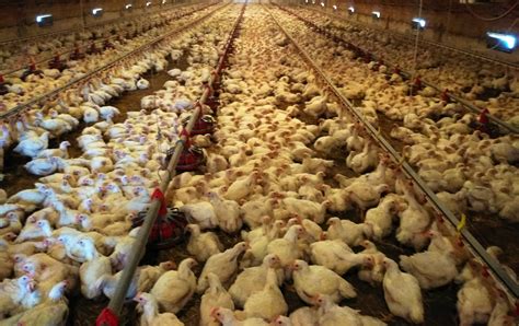 Ipari csirkefarm illusztráció