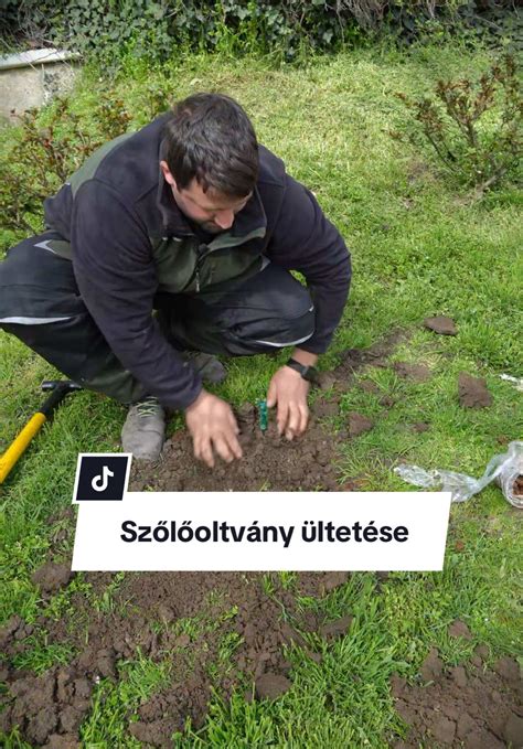 Növény ültetése lépésről lépésre