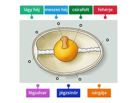 Tojás sárgája elhelyezkedés diagram