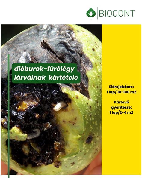 Dióburok-furólégy kártétele
