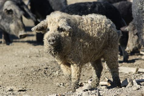 Magyar mangalica disznó