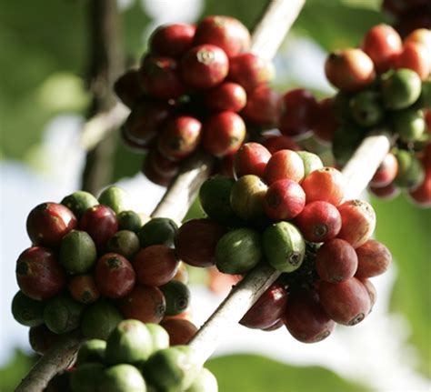 arabica kávébabok