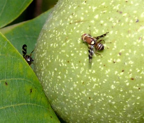 A nyugati dióburok-fúrólégy és a dió károsodása