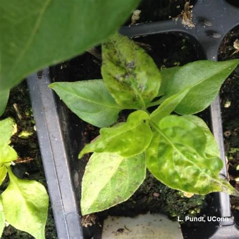 Paprika mozaik vírus tünetei a leveleken