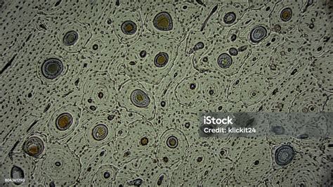 búzaszemek mikroszkóp alatt