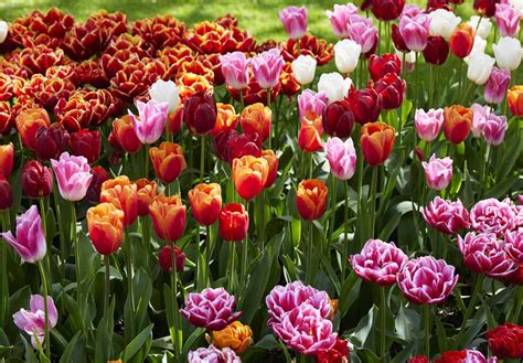 Elvirágzott tulipánok levágott virágszára, de érintetlen levelei