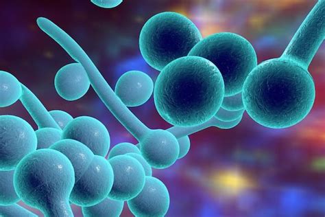 Candida albicans gomba mikroszkopikus képe