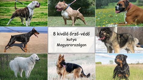 Őrző-védő kutyafajták csoportja