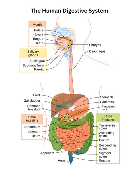 Digestive system diagram highlighting benefits