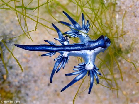 Glaucus atlanticus (kék sárkány) tengeri csiga