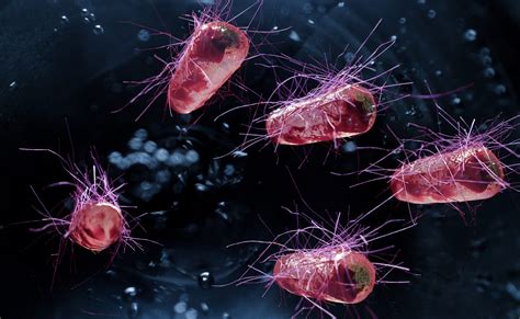 Escherichia coli baktérium