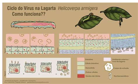 Baculovírus életciklusa rovarsejtekben
