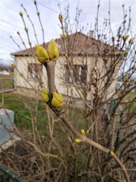 Gyömbérgumó rügyekkel