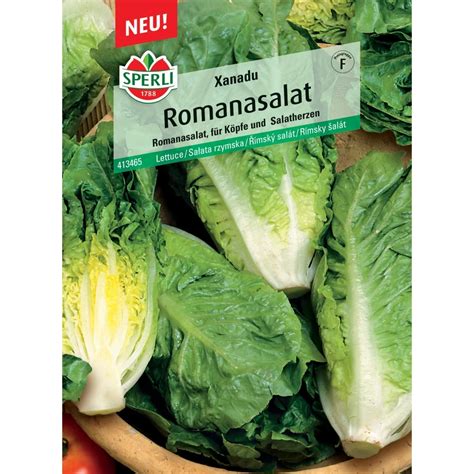 Tápanyagtáblázat római saláta részletes adatokkal