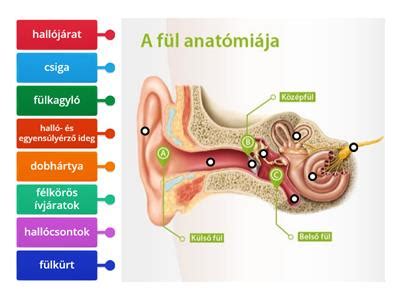 A csiga anatómiai felépítése