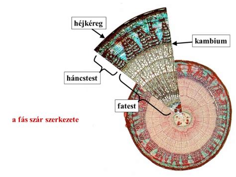 Diófa kéreg és keresztmetszet