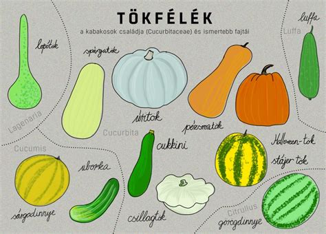 Különböző nyári és téli tökfajták összehasonlítása