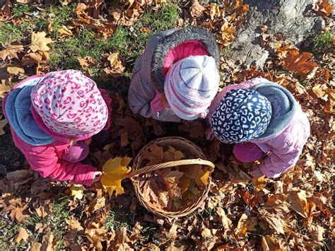 gyerekek gesztenyét gyűjtenek