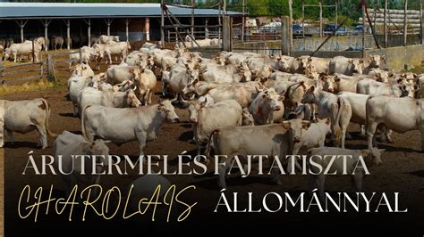 Húsmarhák legelőn, a fajtatiszta és keresztezett állományok legeltetése