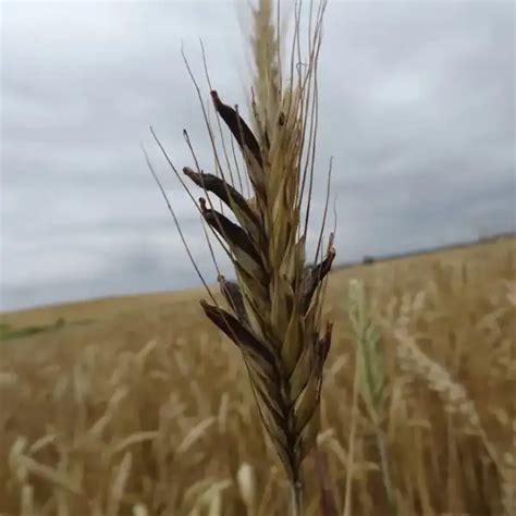 anyarozs által fertőzött gabona