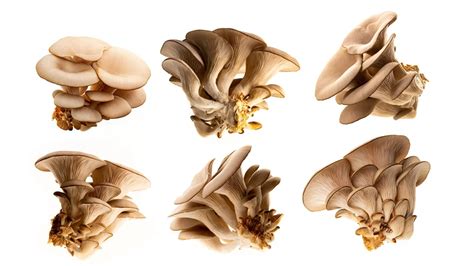 Otthoni shiitake termesztés folyamata
