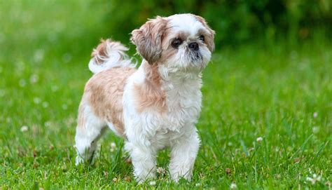Shih Tzu kölyök játék közben