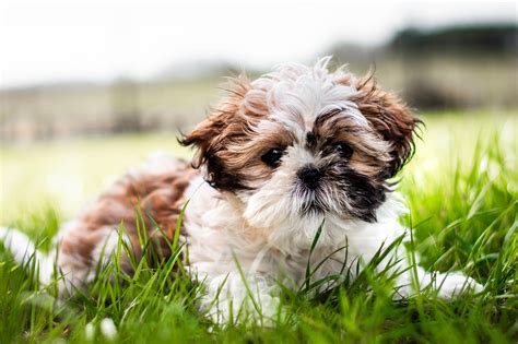 Shih Tzu játékos viselkedése