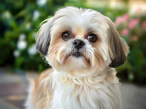 Shih Tzu kutyaiskolában