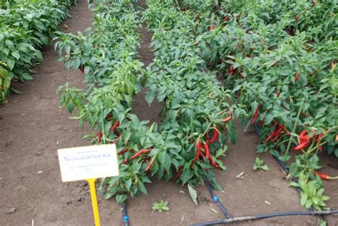 Fűszerpaprika ültetvény