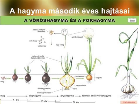 A vöröshagyma részei