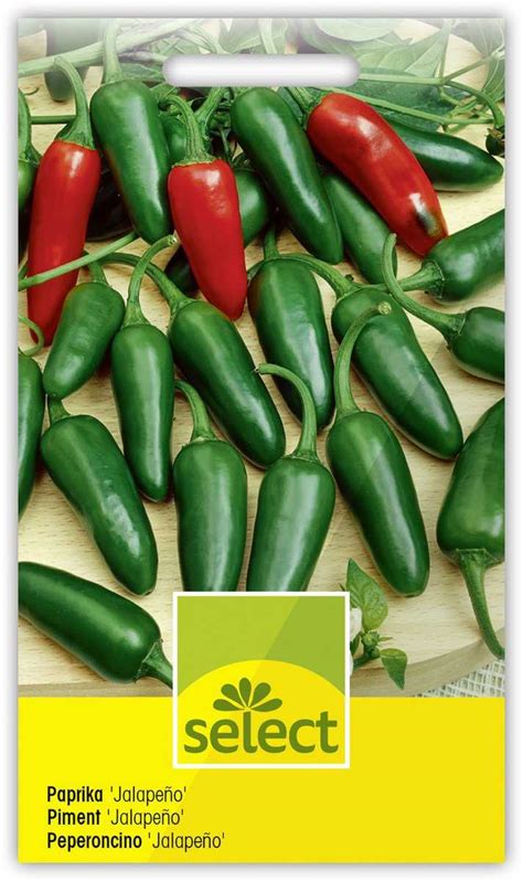 Jalapeño paprika különböző érettségi fázisokban