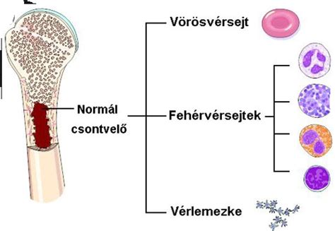 A fehérvérsejtek típusai és feladatai
