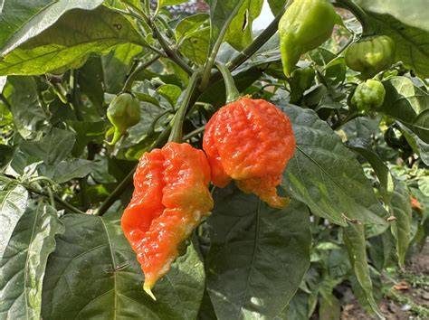 Paprika csepegtető öntözéssel