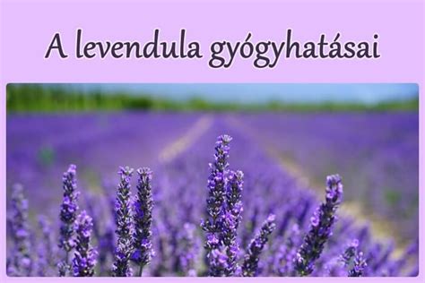 A levendula nyugtató hatása