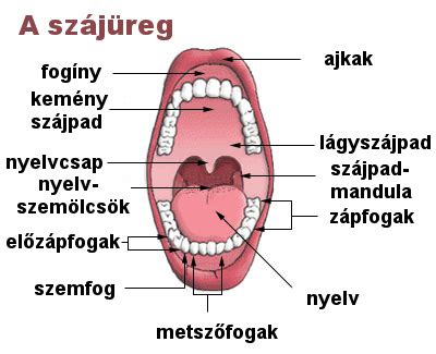 A száj belső ajkán megjelenő kis göbök