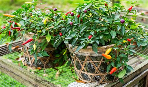 Tápoldatok chili paprikához