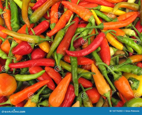 Chili paprika betakarítás