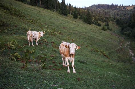Szarvasmarha legelészik a mezőn