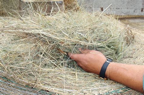 Széna tartó nyúlketrecben