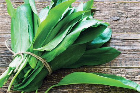 friss medvehagyma szálak