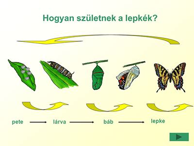 Amano lárva fejlődése
